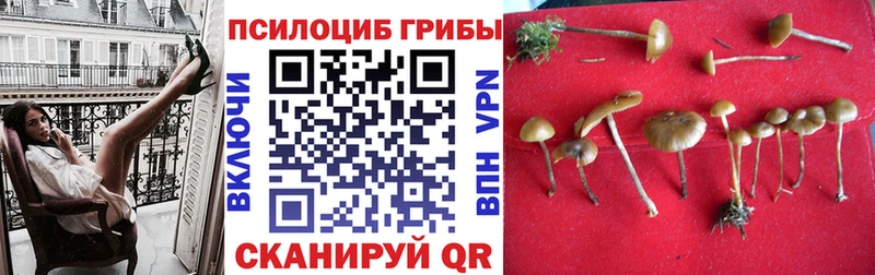 Псилоцибиновые грибы прущие грибы  KRAKEN вход  Чудово 